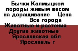 Бычки Калмыцкой породы живым весом на доращивание. › Цена ­ 135 - Все города Животные и растения » Другие животные   . Ярославская обл.,Ярославль г.